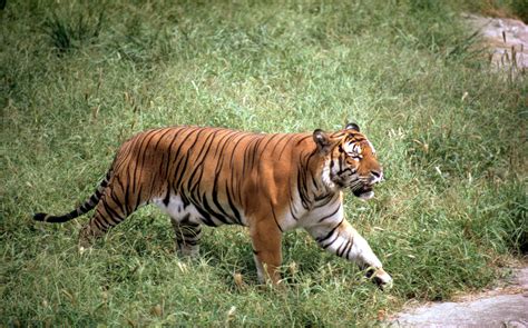 are there tigers in china